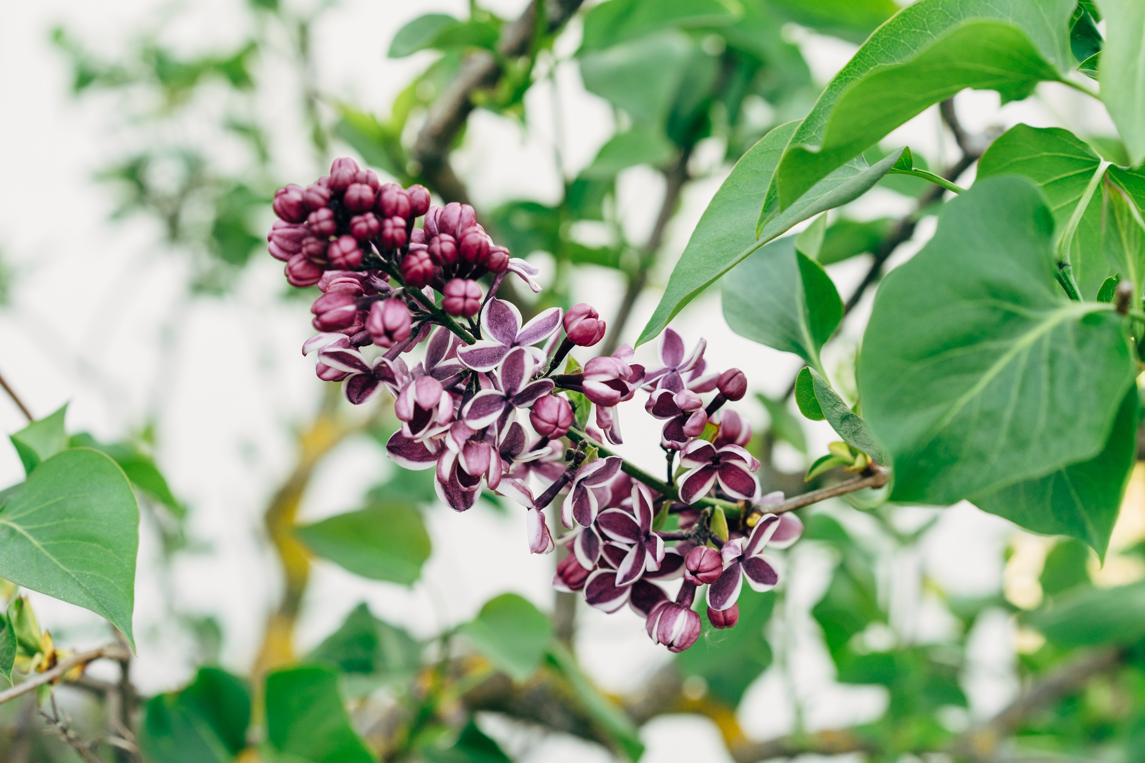 geurende struiken en planten