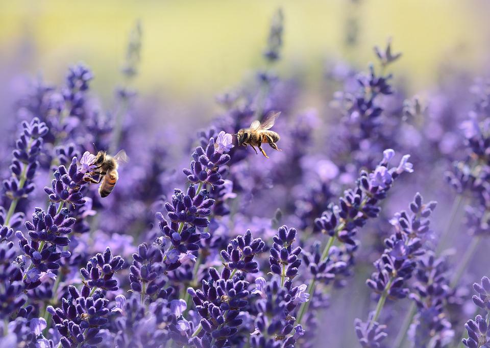 Kleurrijke bloemen en planten